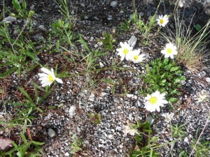Copie de LA Foux Dallos 012